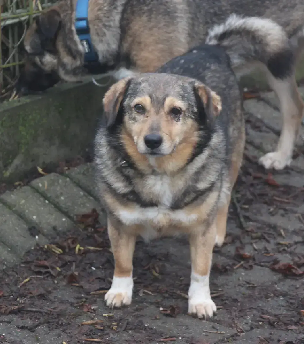 Hund Benito