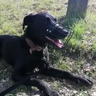 Neo - Labrador Retriever - Bild 8