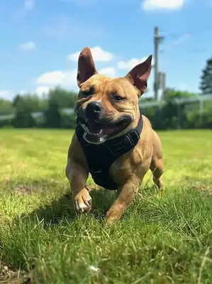 Stella – American Staffordshire Terrier – Bild 2
