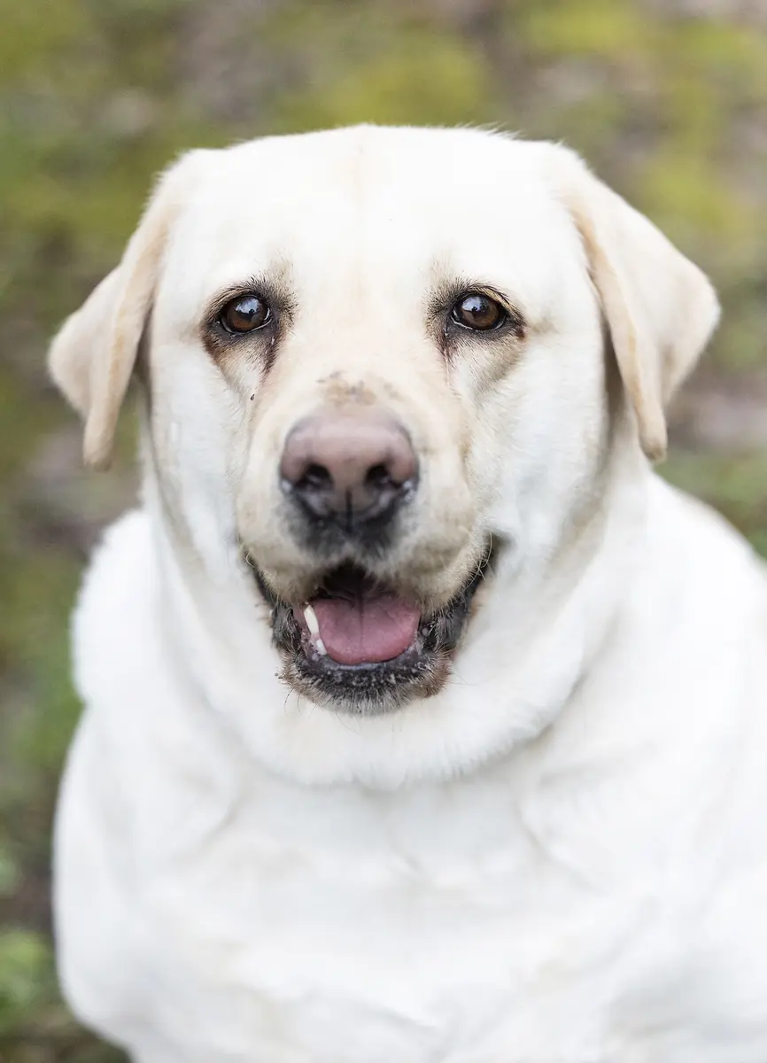 Lady Pummeluff - Labrador Retriever - Bild 1