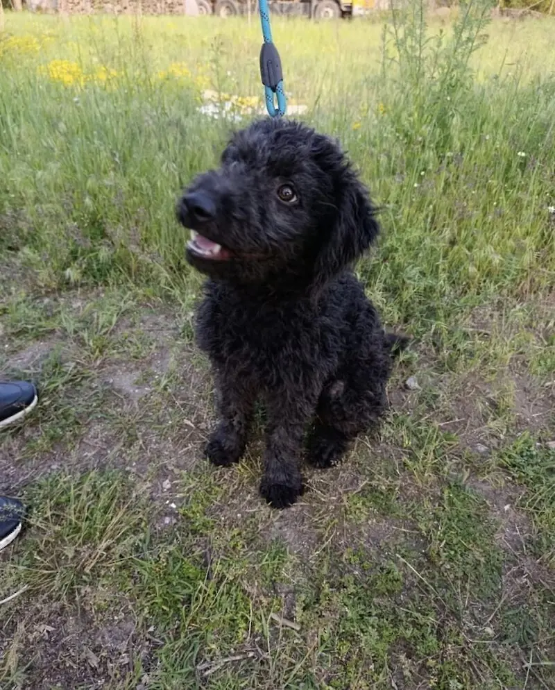 Lilli -  - Bild 1