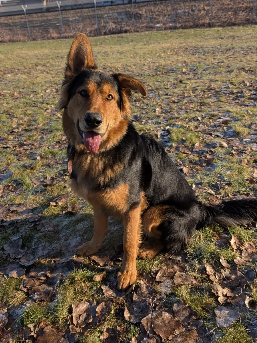 Joschi - Deutscher Schäferhund - Bild 5