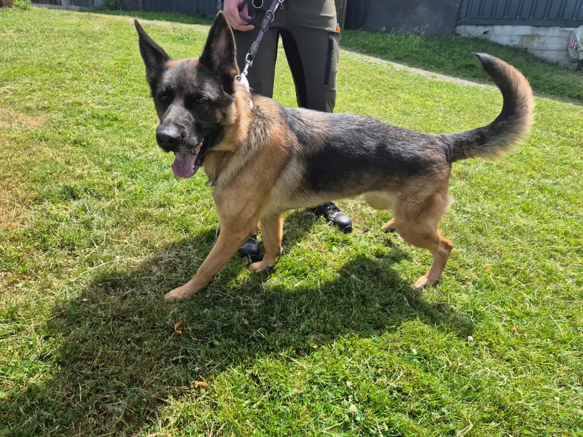 Gina - Deutscher Schäferhund - Bild 1