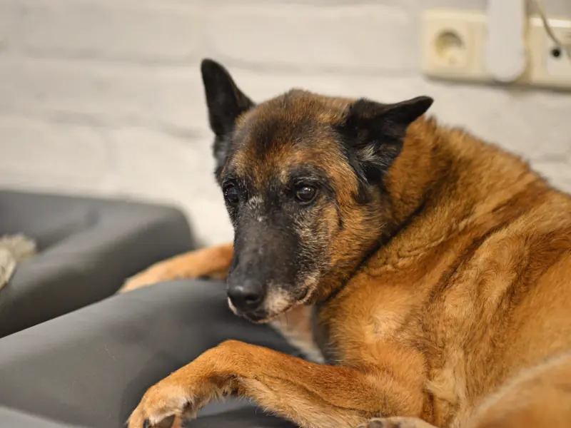 Tina II -  - Bild 19
