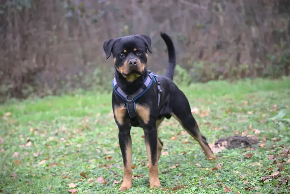 Loki - Rottweiler - Bild 2