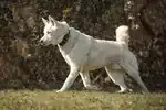 Balou – Siberian Husky – Bild 5