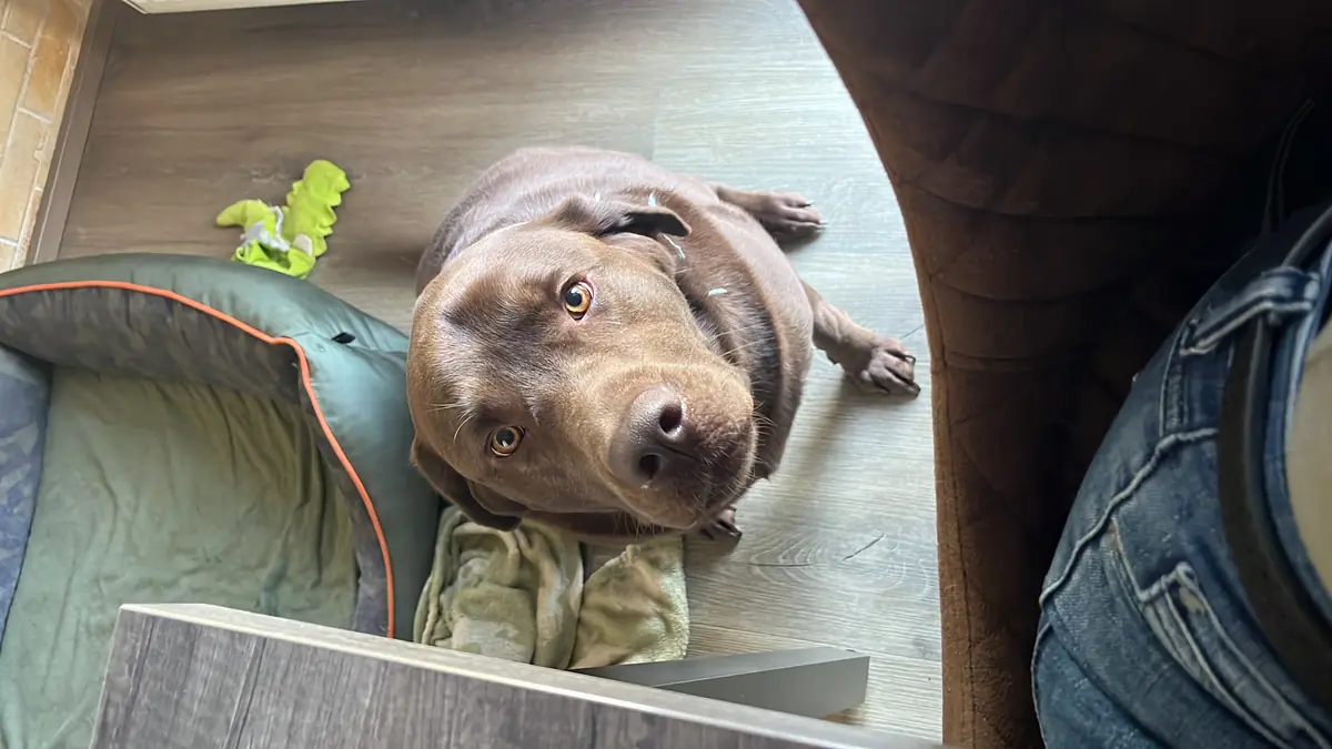 Chester - Labrador Retriever - Bild 2