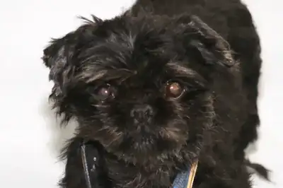 Betty – Shih Tzu – Bild 5