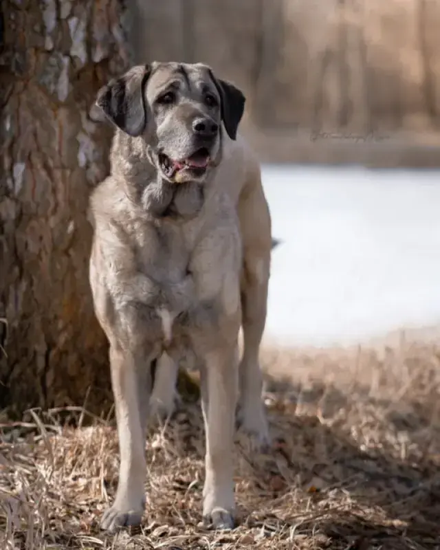 Naz - Kangal-Hirtenhund - Bild 12