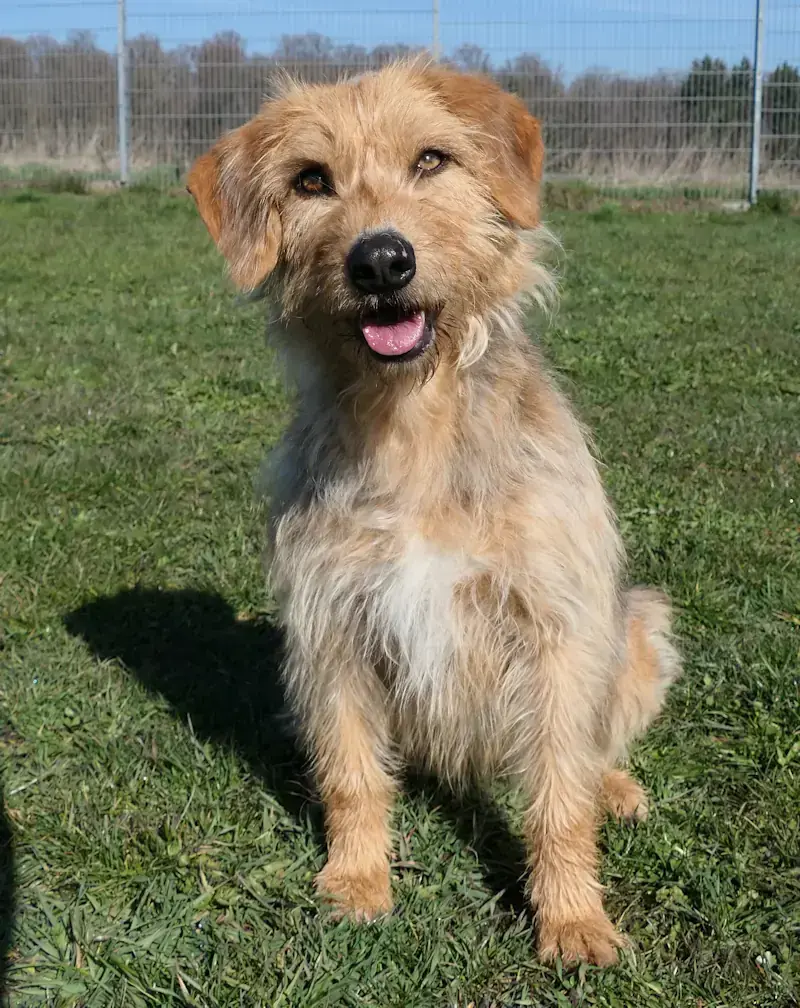 Becca - Serbischer Laufhund - Bild 2