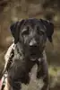 Ates – Kangal-Hirtenhund – Bild 9