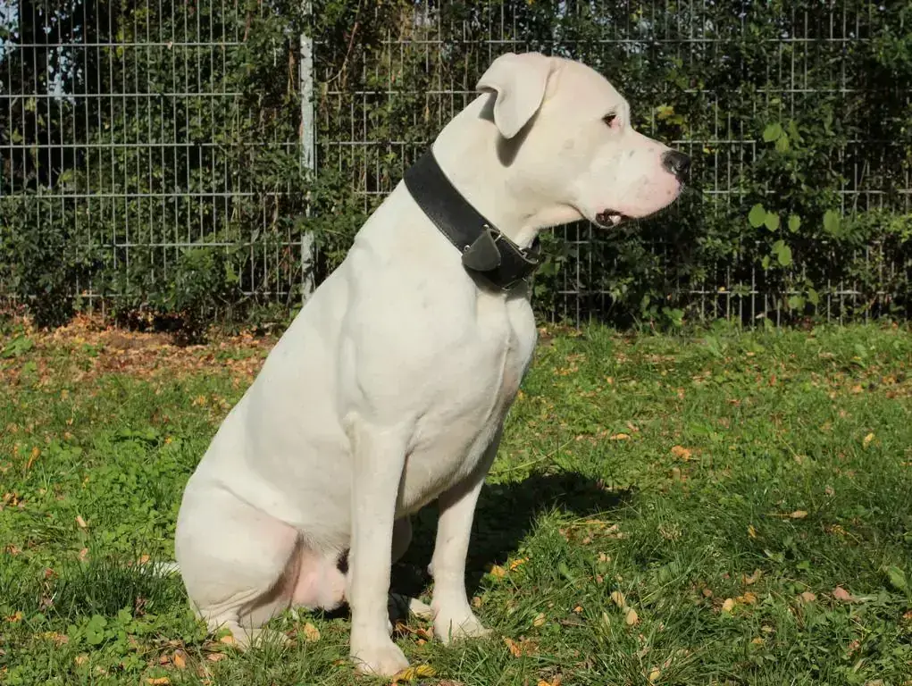 Dogo Argentino-Mix Blade
