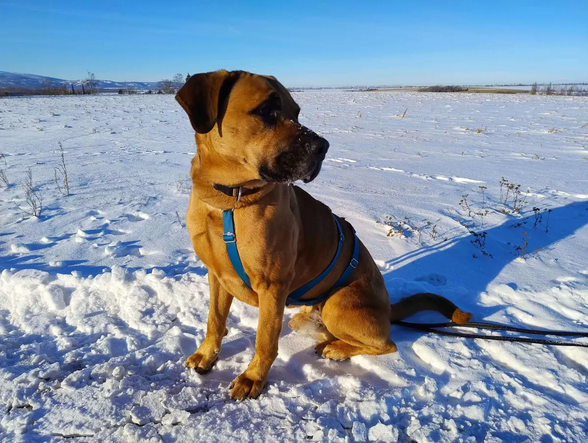 Balu - Deutscher Schäferhund - Bild 2