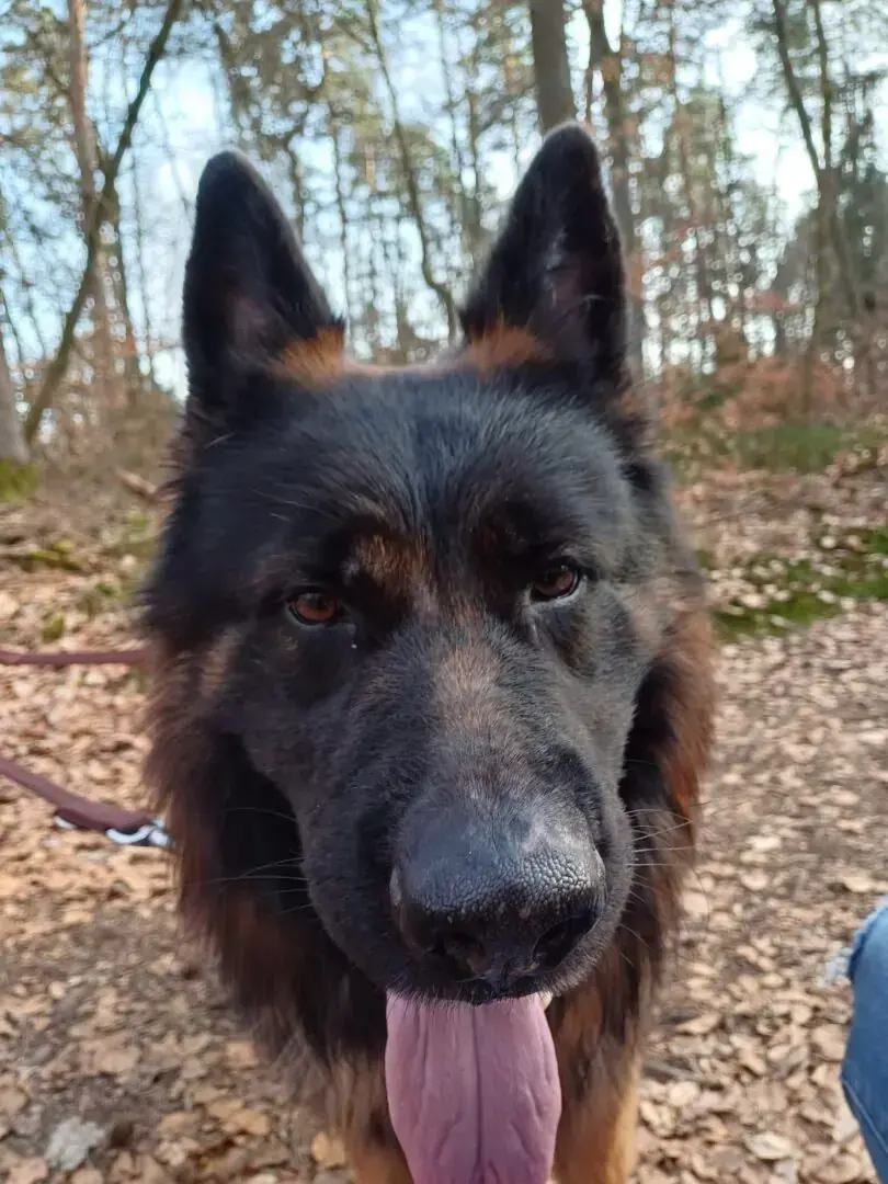Rex - Deutscher Schäferhund - Bild 2