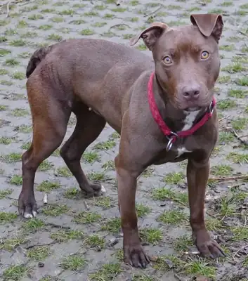 Heidi – Hund – Bild 4