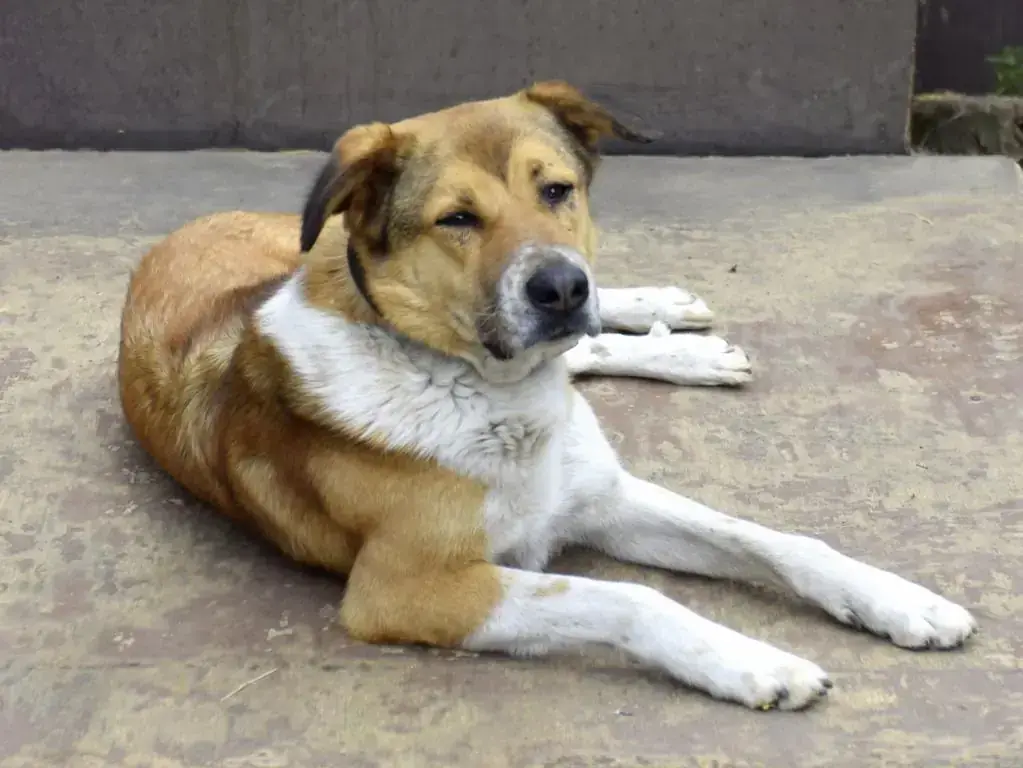 Dexter -  - Bild 1