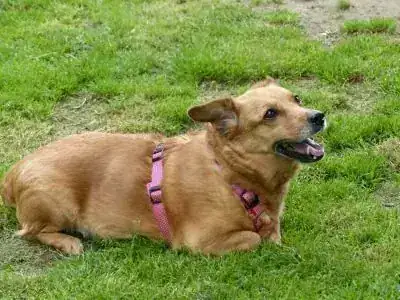 Toffee – Welsh Corgi Cardigan – Bild 5
