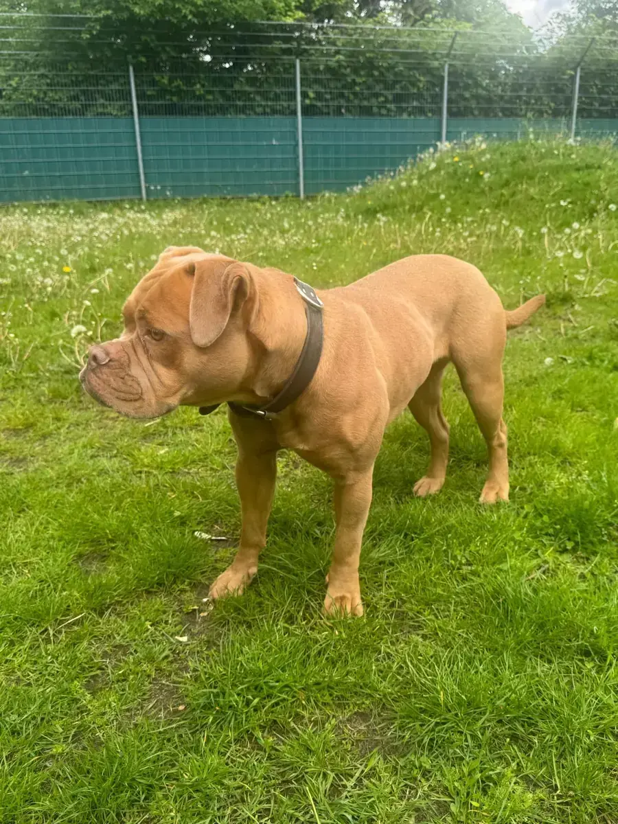 Emmy - Englische Bulldogge - Bild 4