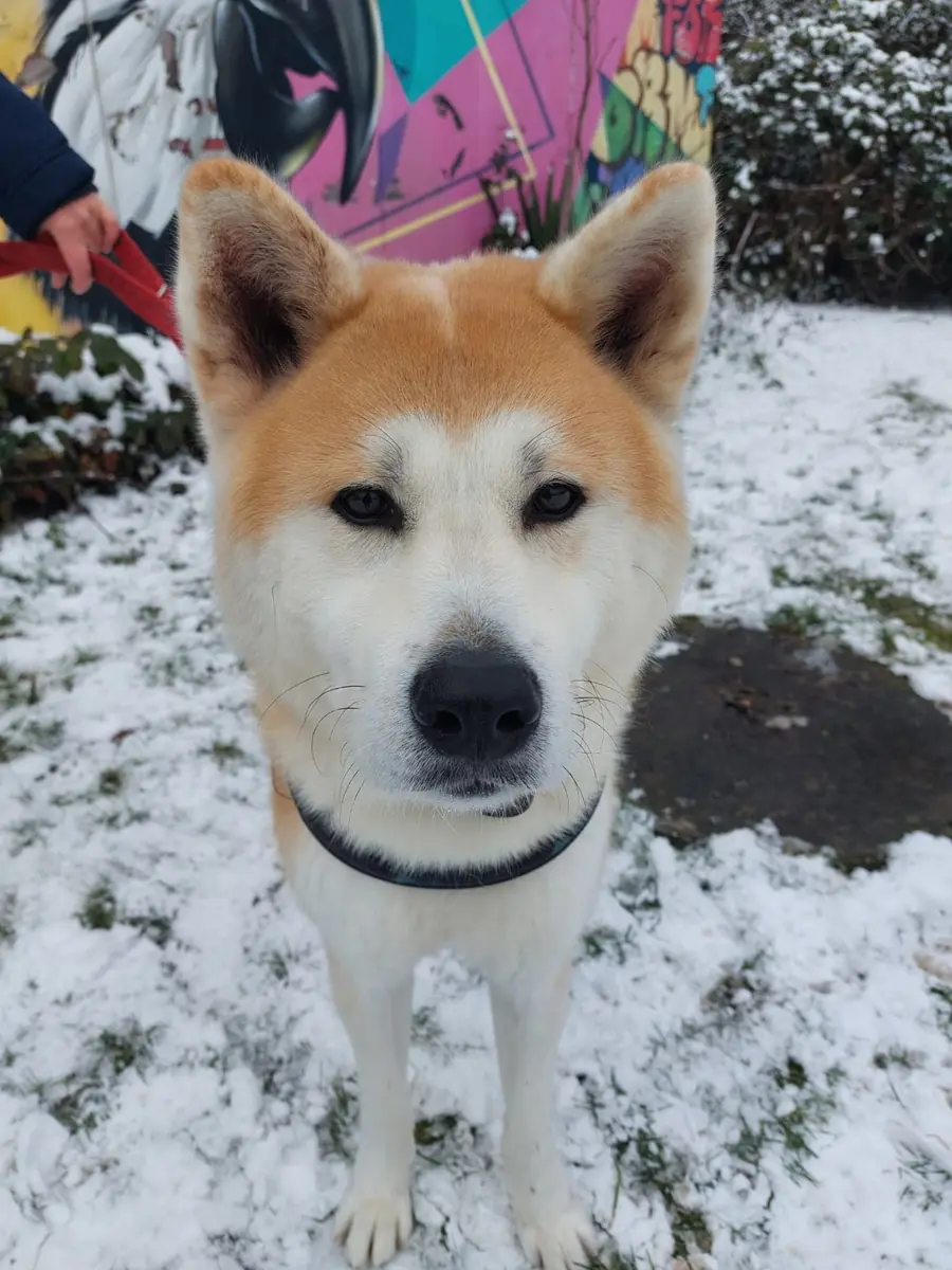 Hachiko - Akita - Bild 4