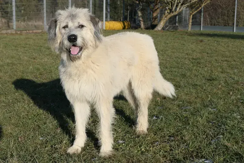 Bero -  - Bild 1