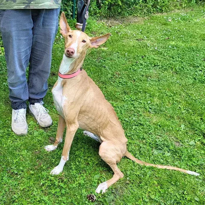 Podenco Canario-Mix Cleo