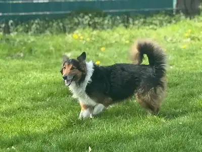 Sam – Border Collie – Bild 4