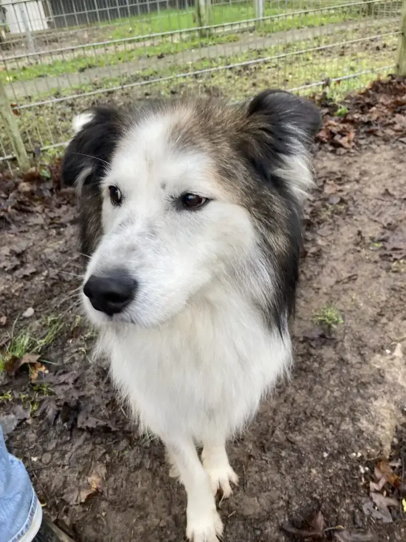 Haribo - Deutscher Schäferhund, Border Collie - Bild 3