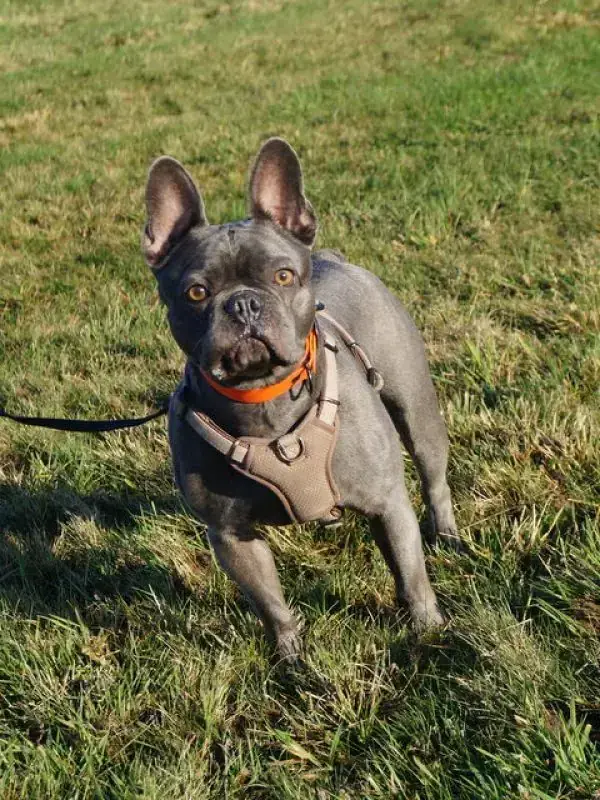Cooper -  - Bild 6