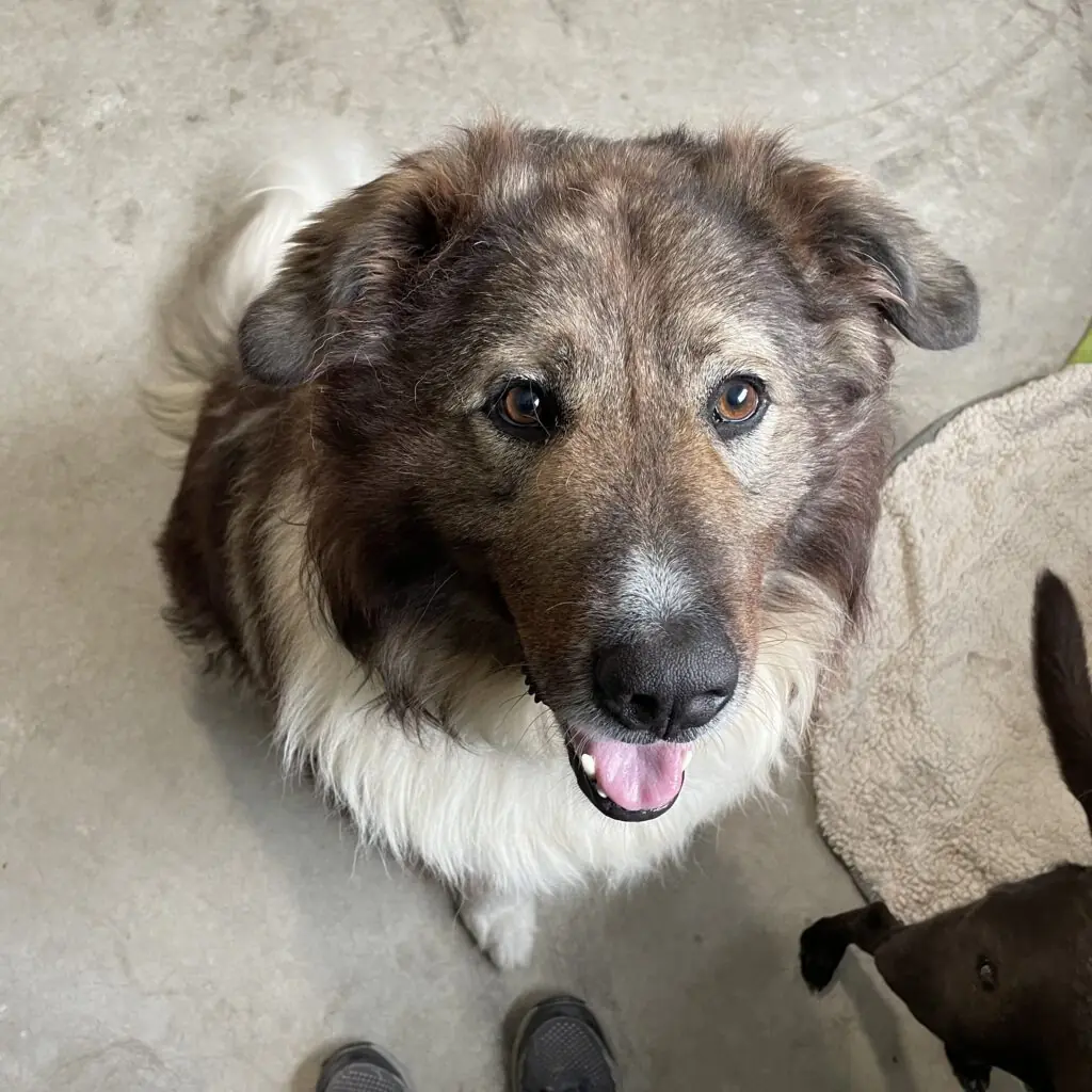 Balu -  - Bild 2