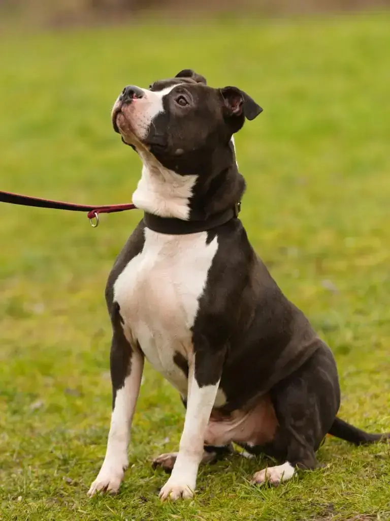 Ty - American Staffordshire Terrier - Bild 2