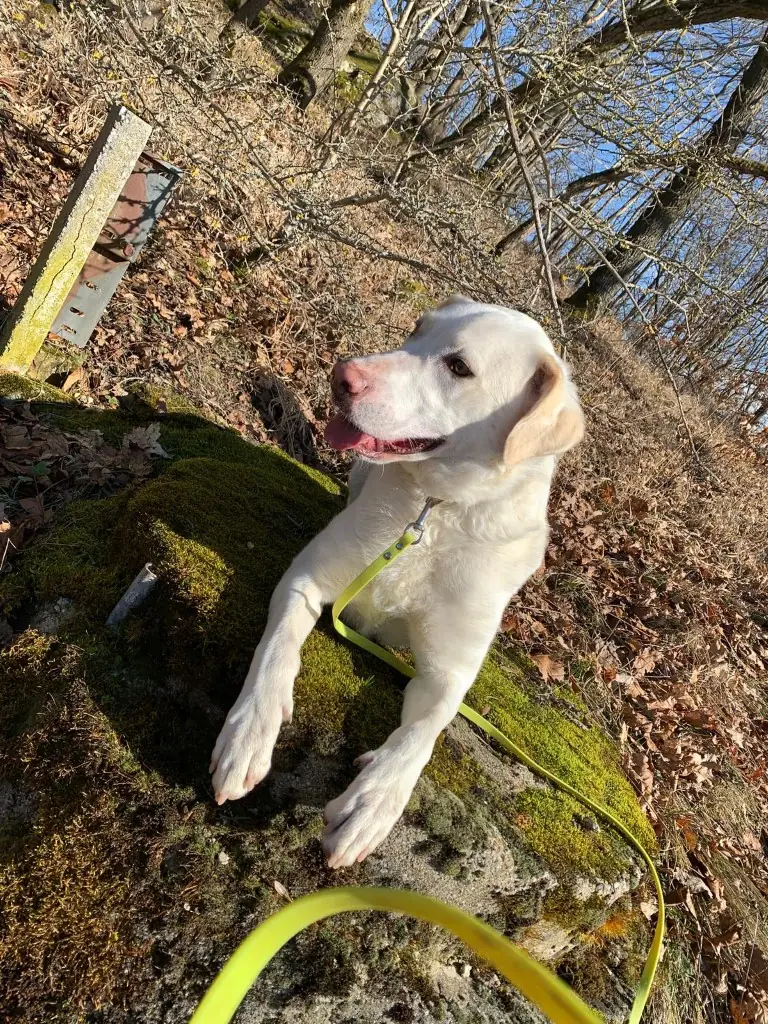 Rosa -  - Bild 6