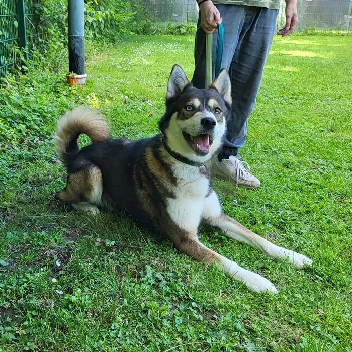 Akela - Siberian Husky - Bild 5