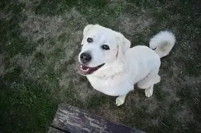 Kuri – Kuvasz – Bild 6