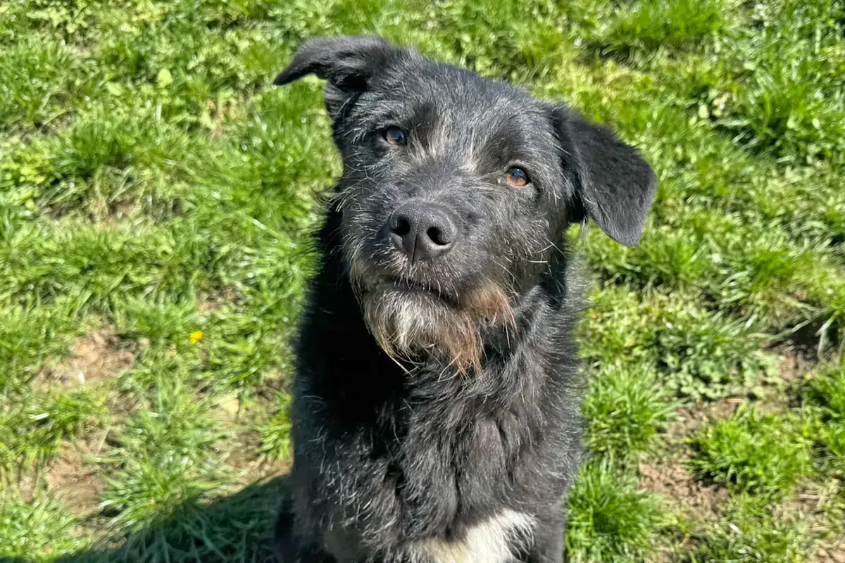 Hund Gerda