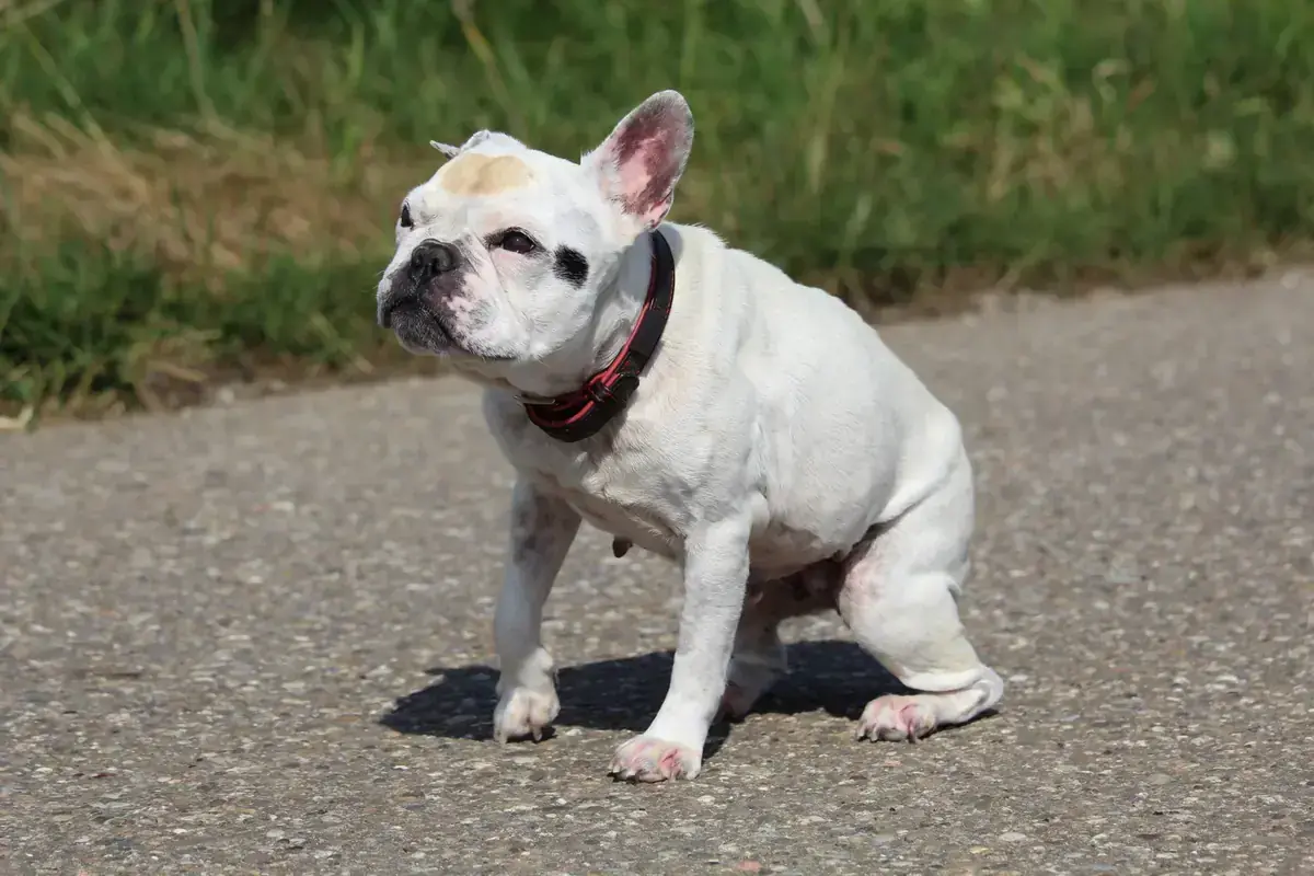 Dolly - Französische Bulldogge - Bild 2