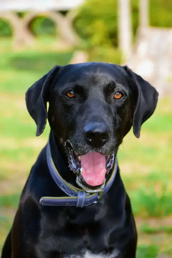 Vito - Labrador Retriever, Dobermann - Bild 7