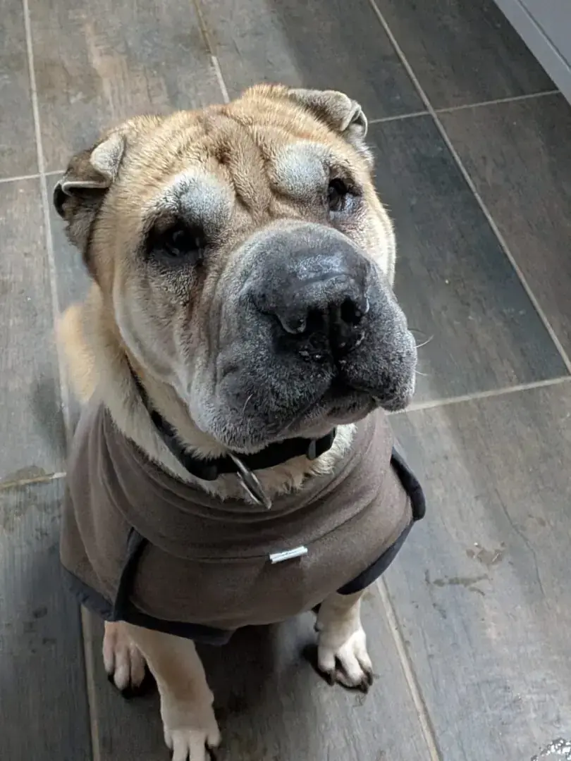 Choko - Shar-Pei - Bild 3