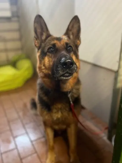 Harry - Deutscher Schäferhund - Bild 2