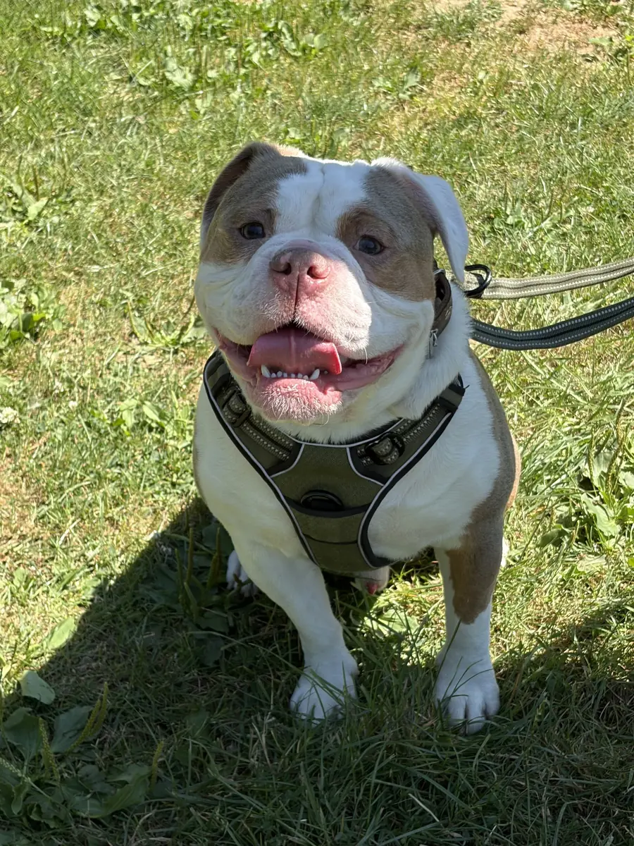 Ragnar - Englische Bulldogge - Bild 1
