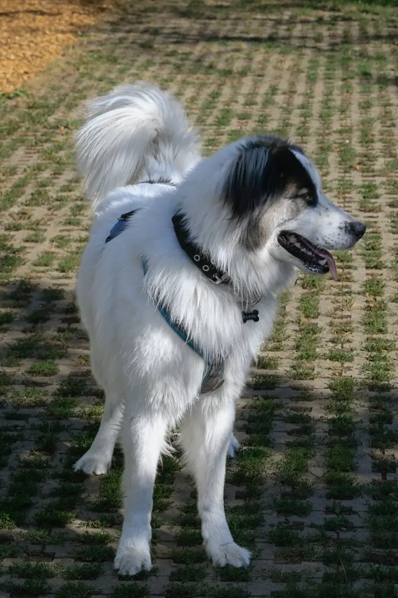 Buddy - Samojede - Bild 10
