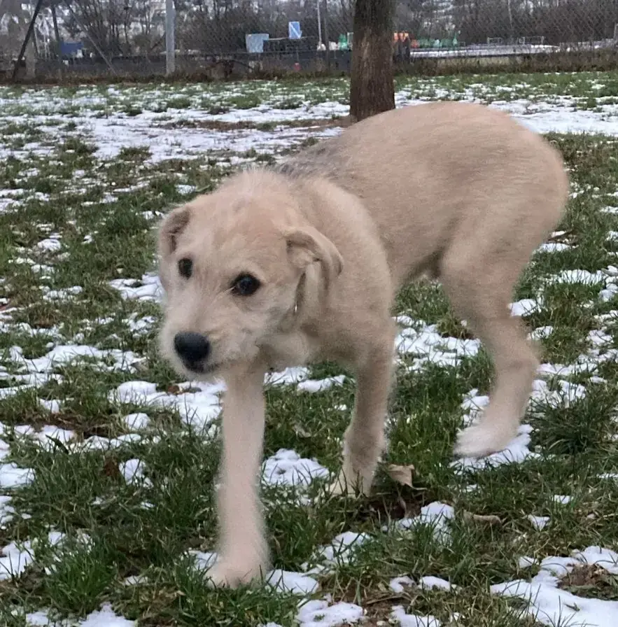 Balu -  - Bild 1