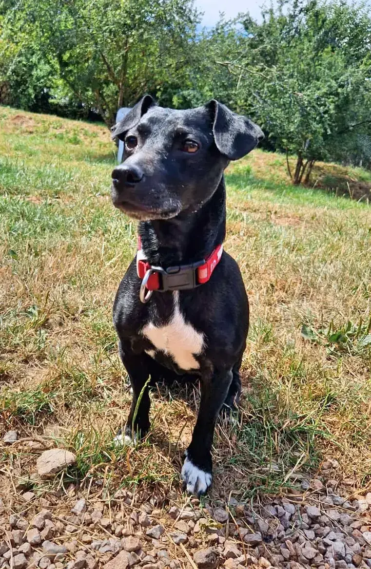 Hund Luna