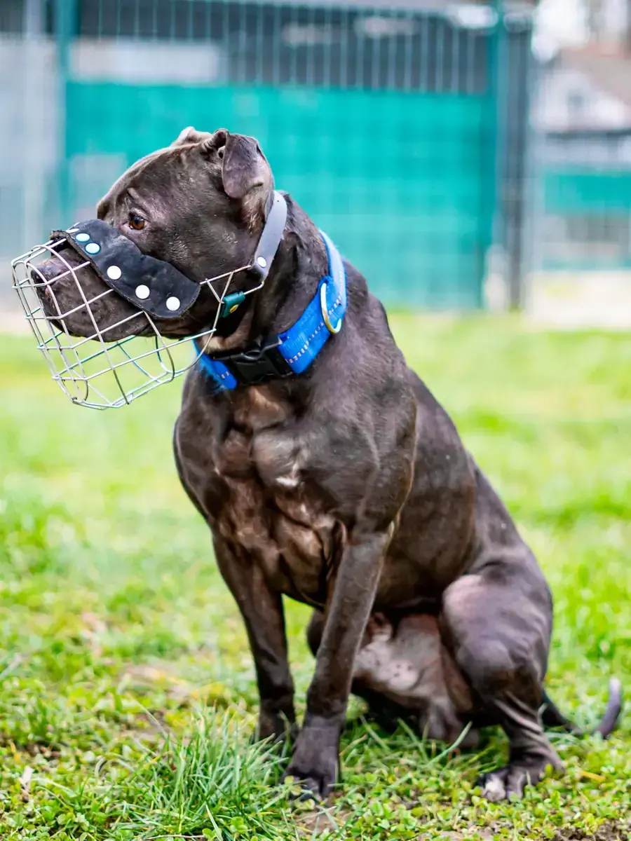 Wambo - American Staffordshire Terrier - Bild 1