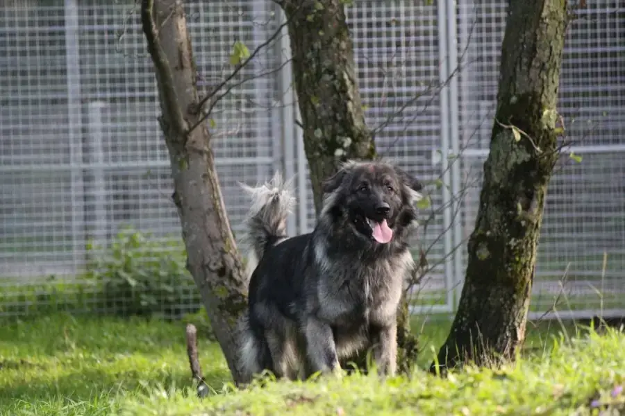 Rocky -  - Bild 10