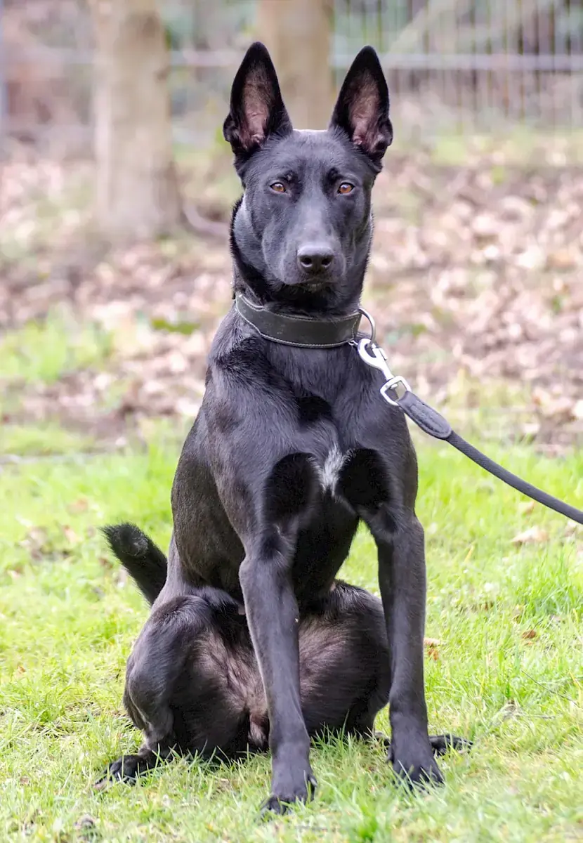 Greta - Deutscher Schäferhund - Bild 11