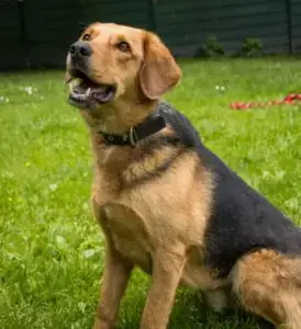 Balu - Deutscher Schäferhund, Beagle - Bild 1