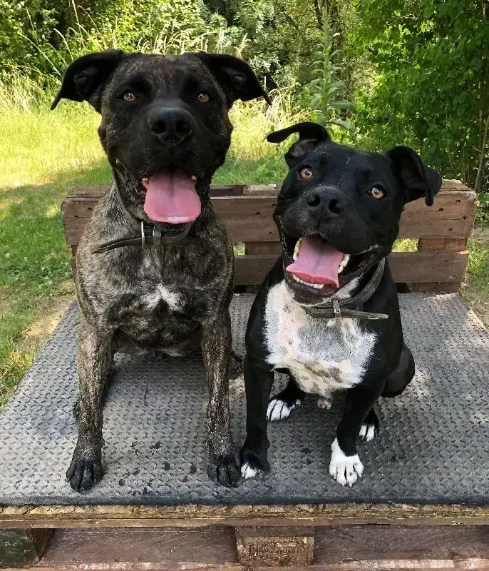 Cora - Dogo Canario - Bild 10