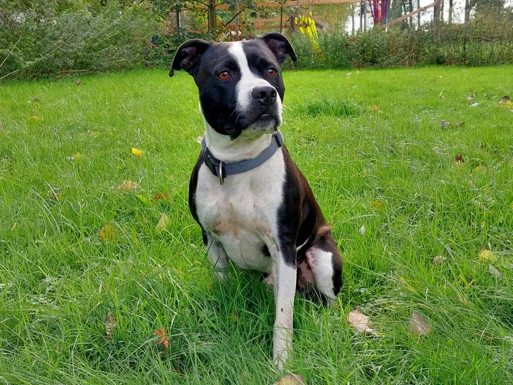 Dom - American Staffordshire Terrier - Bild 3