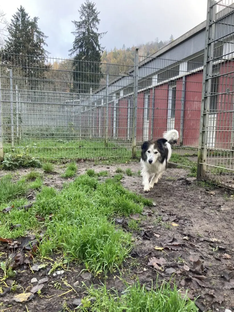 Haribo - Deutscher Schäferhund, Border Collie - Bild 4
