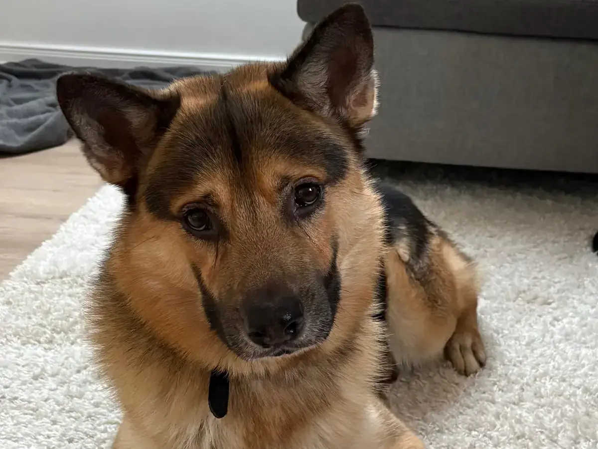 Smiley - Deutscher Schäferhund - Bild 2